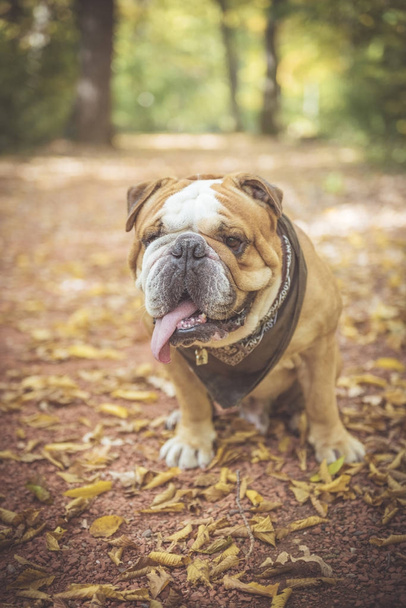 Portrait of funny English bulldog  - Фото, изображение
