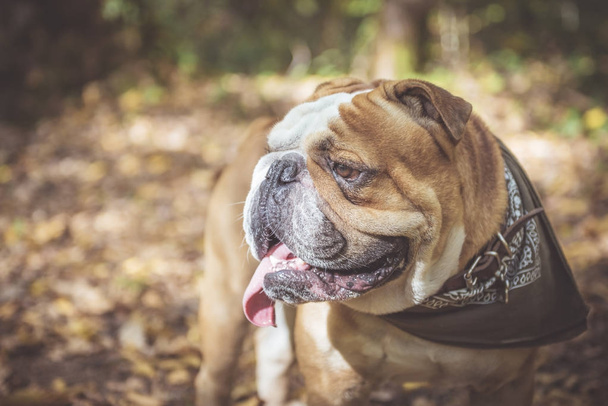 Portrait of funny English bulldog  - Fotografie, Obrázek