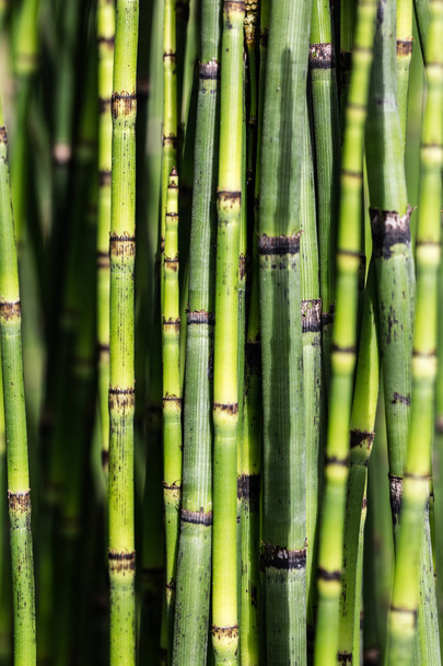 sustainable background with green horsetail stems for beautiful nature - Foto, immagini