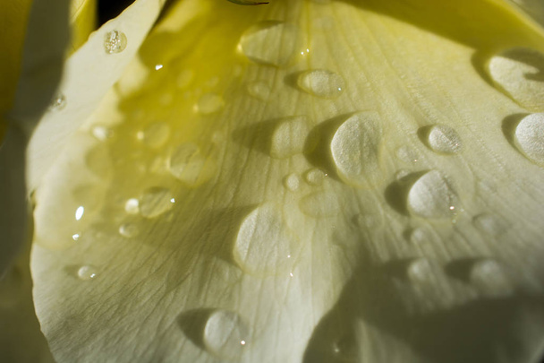 Close up roses with water drops  - Fotó, kép