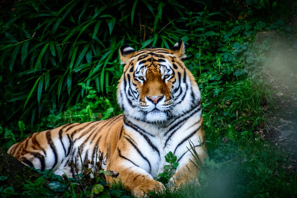 Descansando Amur Tiger
 - Foto, Imagem