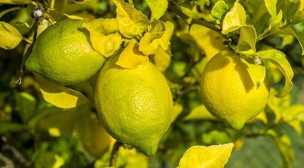 Blízkou hromadu citronů - Fotografie, Obrázek