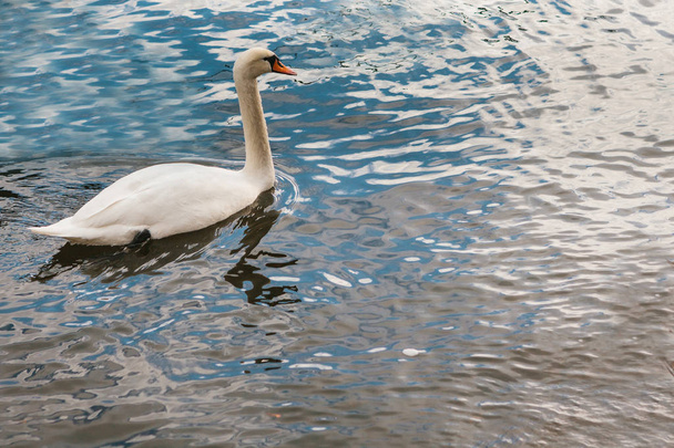 A lonely beautiful white swan swims along the river - Фото, зображення
