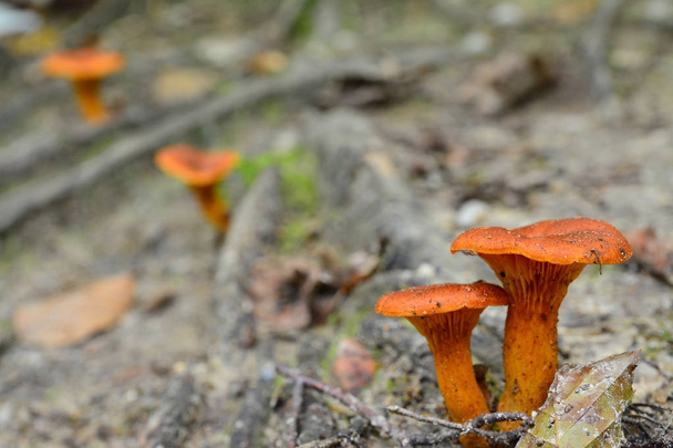   omphalotus olearius paddenstoel  - Foto, afbeelding