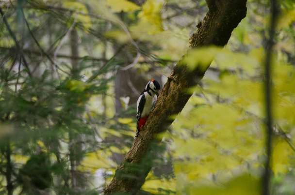 Great spotted woodpecker looking for food in autumn forest - Photo, Image