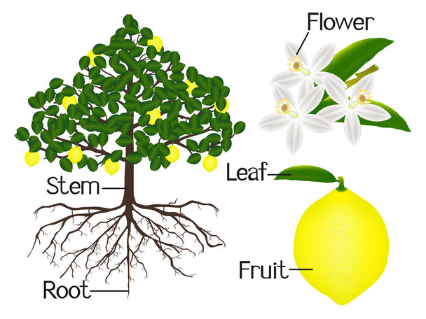 На рисунке показана часть лимонных растений
. - Вектор,изображение