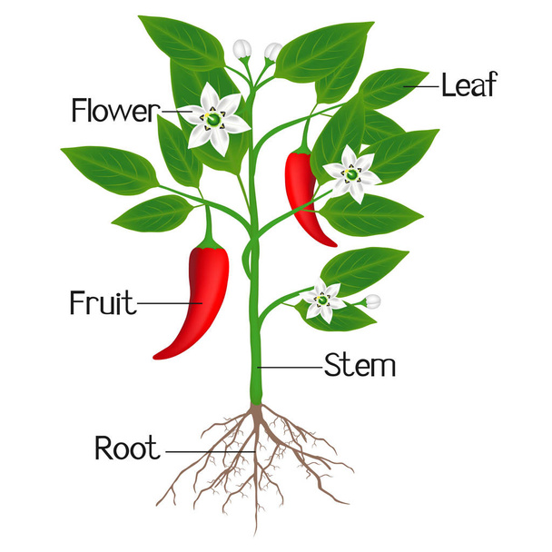 Illustration montrant des parties d'une plante de piment
. - Vecteur, image