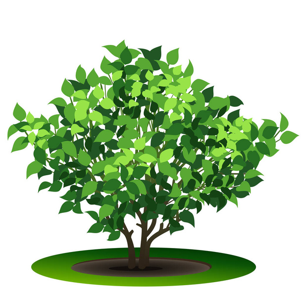 bush with green leaves and shadow - Vector, imagen