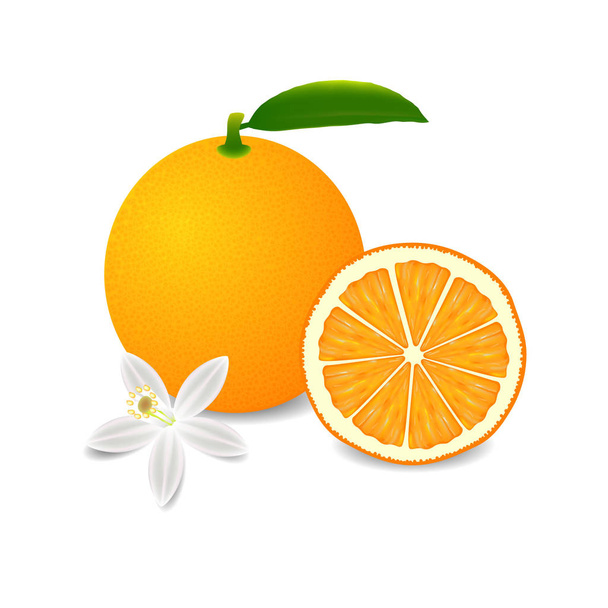 Hele oranje vrucht met blad, slice en bloem geïsoleerd op witte achtergrond. - Vector, afbeelding