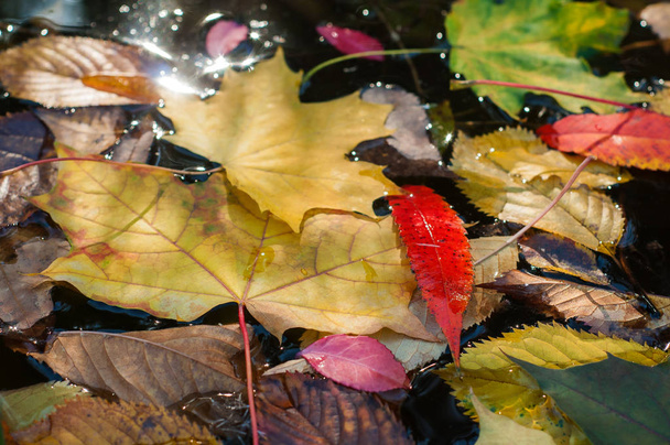 カラフルな落ち葉、秋の水面上. - 写真・画像
