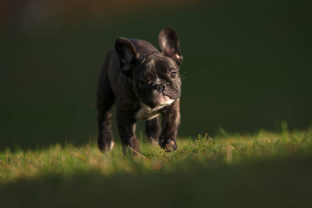 Happy purebred french bulldog puppy running on a sunlit grass fi - Photo, Image