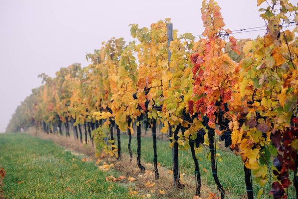 View of autumnal vineyards near Velke Bilovice, Czech Republic - Photo, Image