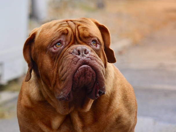 Dogue de Bordeaux - French mastiff - Beautiful dog - Photo, Image