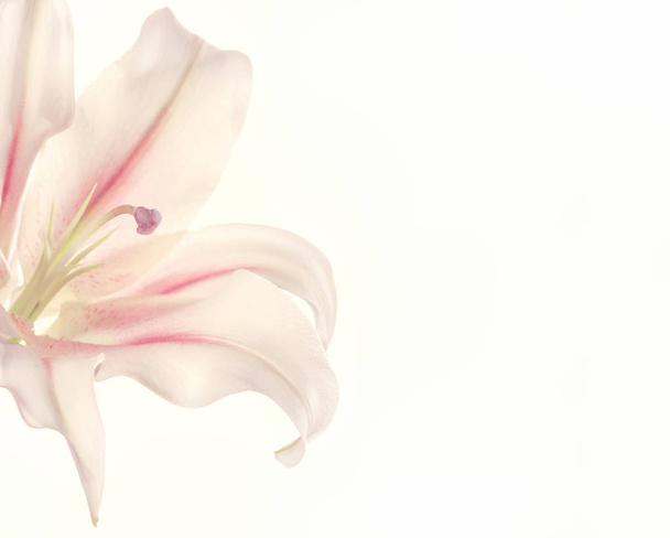 Pink lily  Isolated  - Photo, Image