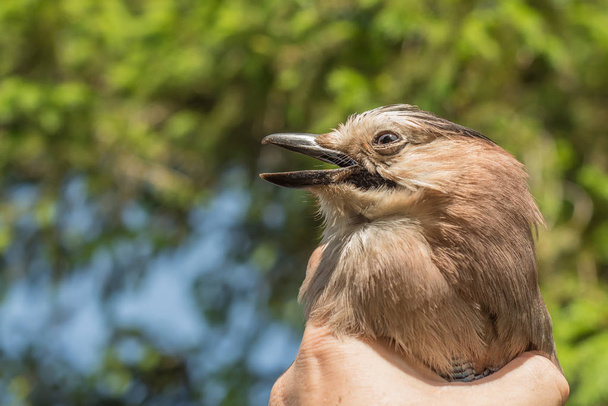 Ornitológus azt vizsgálja, hogy a kifogott madár - Fotó, kép