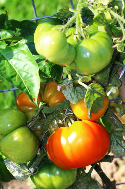 Suuret tomaatit kasvavat pensas
 - Valokuva, kuva