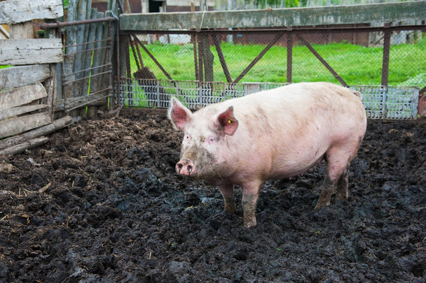 Домашні свині. Свині на фермі в селі
 - Фото, зображення