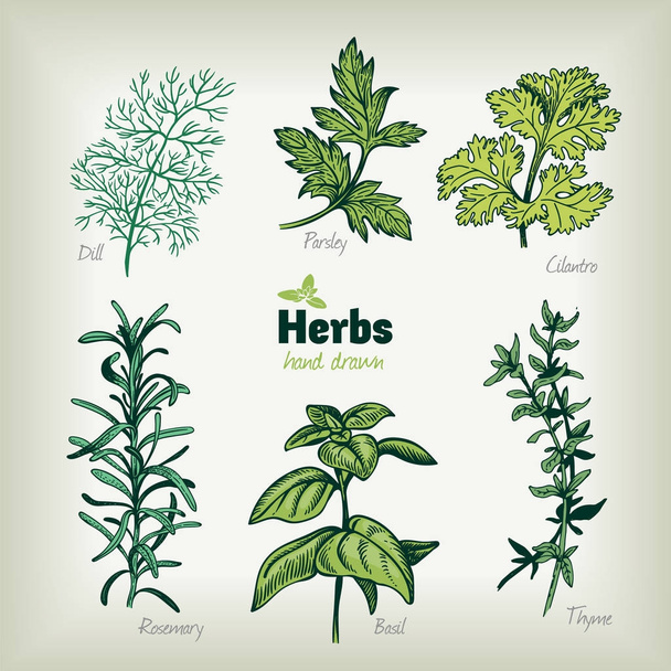Culinary herbs vector hand drawn illustration - Vector, Image