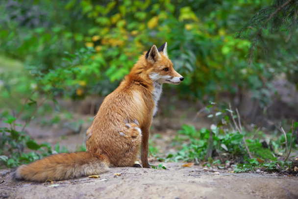 赤狐 (ホンドギツネ キツネ属の肖像画) - 写真・画像