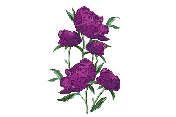 Векторный рисунок цветка пиона
 - Вектор,изображение