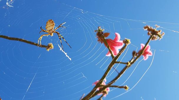 Argiope lobata Spider - Foto, Imagen