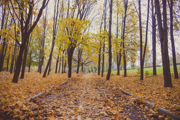 Paysage d'automne dans le parc municipal - Photo, image