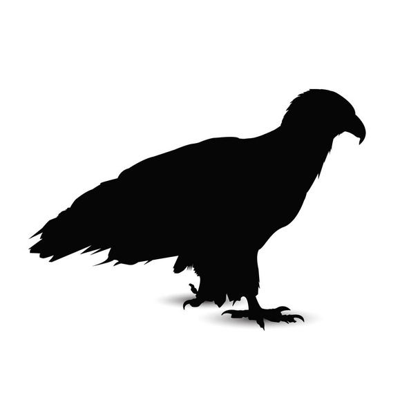 Silhouette of eagle. - Vector, Imagen