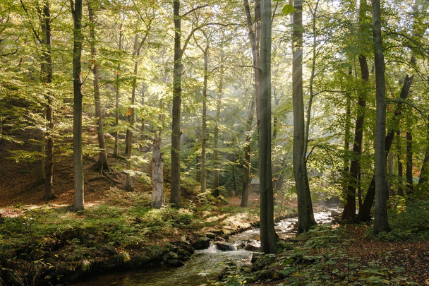 sunbeams flooding a natural summer forest scenery - Zdjęcie, obraz