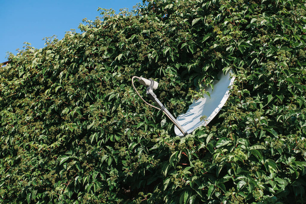 Белая спутниковая тарелка была потеряна в зеленых зарослях декоративного ткачества. Телевидение, сигнал, технологии
 - Фото, изображение
