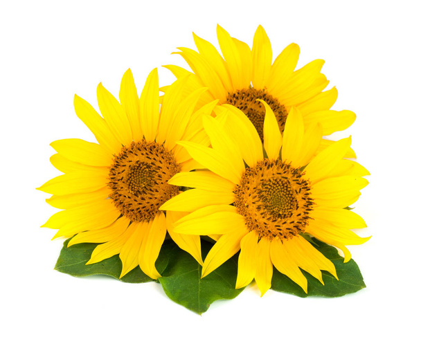 drei Sonnenblumen mit Blättern auf weißem Hintergrund - Foto, Bild