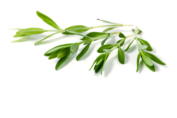 Sprig of fresh thyme isolated on a white background - Photo, Image