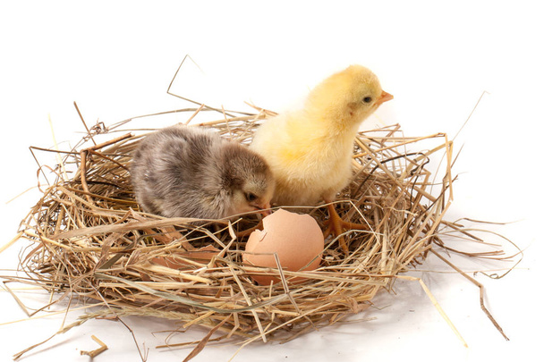 two baby chicken with broken eggshell in the straw nest on white background - Photo, image