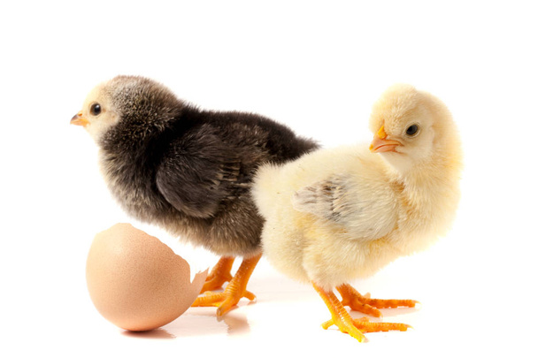 niedliches kleines Huhn mit Eierschale isoliert auf weißem Hintergrund - Foto, Bild