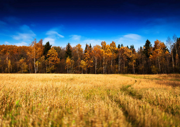 Horizontal vivid autumn landscape forest field road background b - 写真・画像
