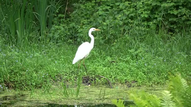 Grande garça branca andando na costa da lagoa de verão
  - Filmagem, Vídeo