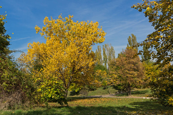 Amazing Autumn landscape with Yellow trees in South Park in city of Sofia - 写真・画像