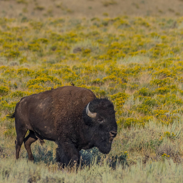 Bison in Field Thick with Yellow Flowers - Photo, Image
