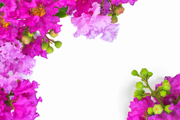 Lagerstroemia speciosa (Pride of India), beautiful purple flowers on white background with copyspace - Photo, Image