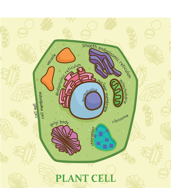 Bitki hücre diyagram için biyoloji eğitim grafik - Vektör, Görsel