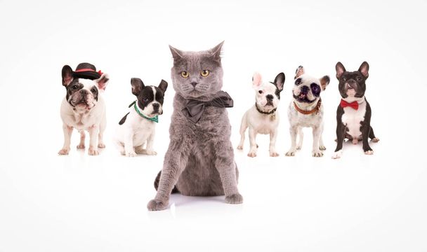 britânico shorthair gato levando um grupo de francês bulldogs
 - Foto, Imagem