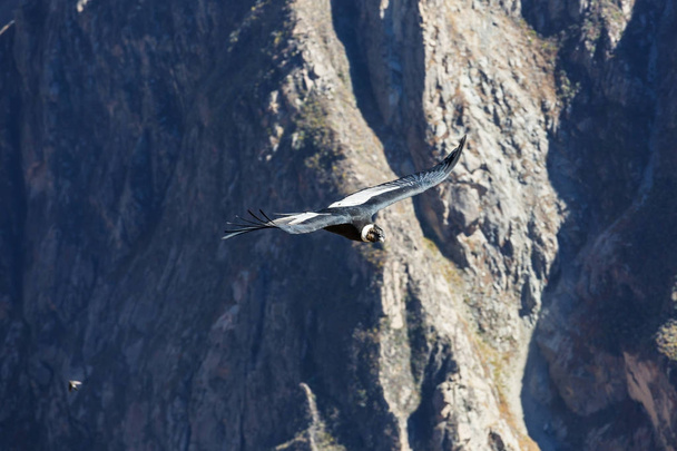 Flying condor in the Colca canyon - Photo, Image