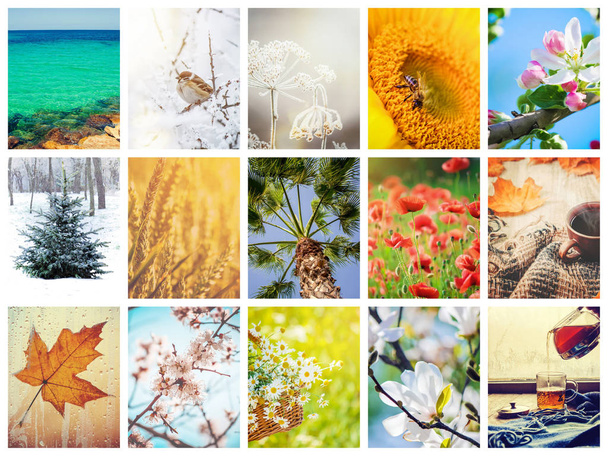 Een collage van foto's is de seizoenen. Selectieve aandacht.  - Foto, afbeelding