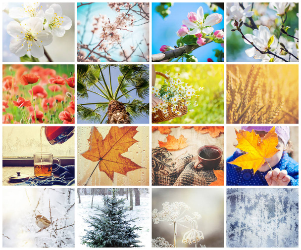 A collage of photographs is the seasons. Selective focus.  - Photo, Image