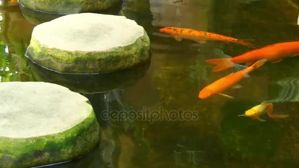 Koi são formas coloridas de carpa Amur (Cyprinus rubrofuscus) que são mantidos para fins decorativos em lagoas e jardins ao ar livre. As variedades de Koi distinguem-se pela coloração, padronização e escalonamento
. - Filmagem, Vídeo