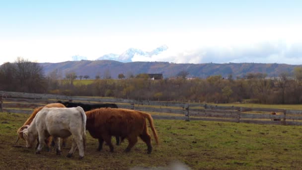 Highland koeien zijn Schotse runderen RAS. Ze hebben lange hoorns en lange golvende vacht die gekleurde zwart, gestroomd, rood, geel, wit, zilver of dun, en zij worden opgewekt voornamelijk voor hun vlees. - Video