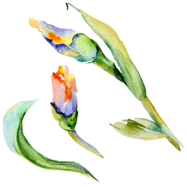 Wildflower iris flower in a watercolor style isolated. - Fotografie, Obrázek