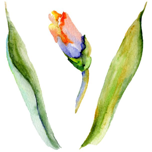 Wildflower iris flower in a watercolor style isolated. - Zdjęcie, obraz
