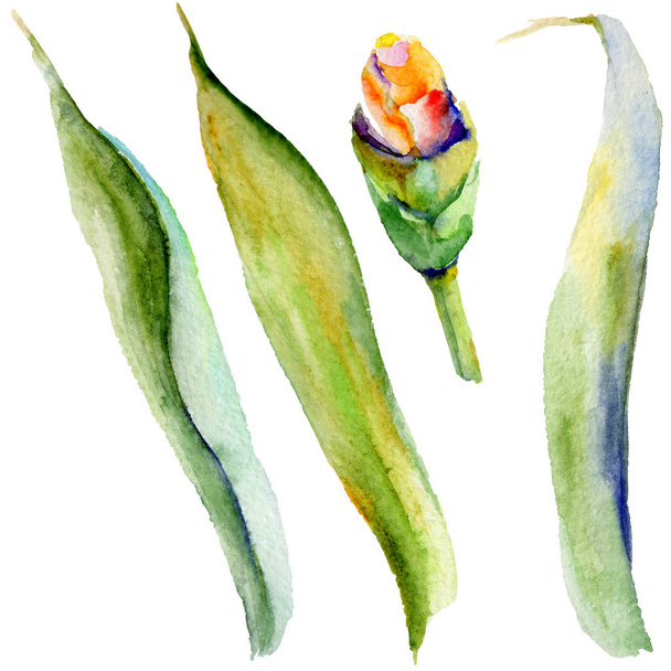分離された水彩画のワイルドフラワー アイリスの花. - 写真・画像