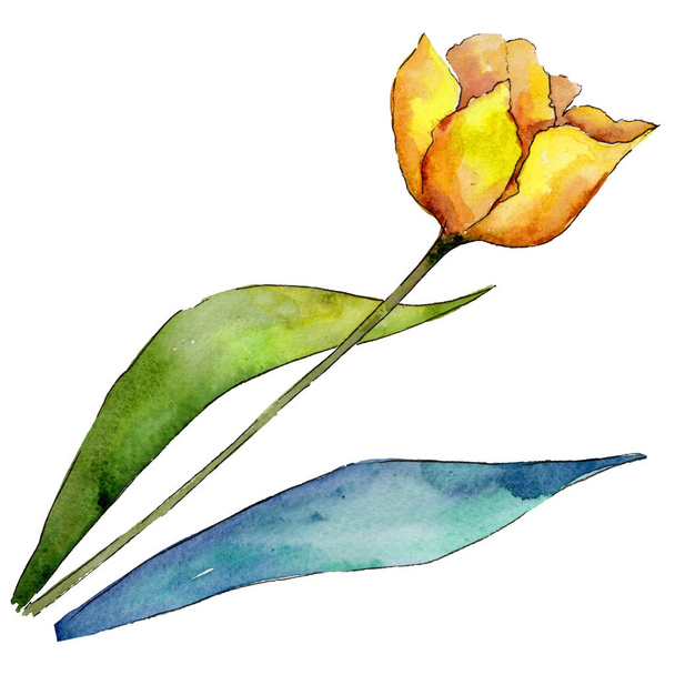 Wildflower tulip flower in a watercolor style isolated. - Zdjęcie, obraz