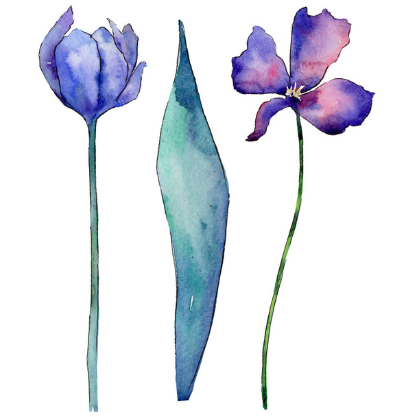 Wildflower tulip flower in a watercolor style isolated. - Valokuva, kuva